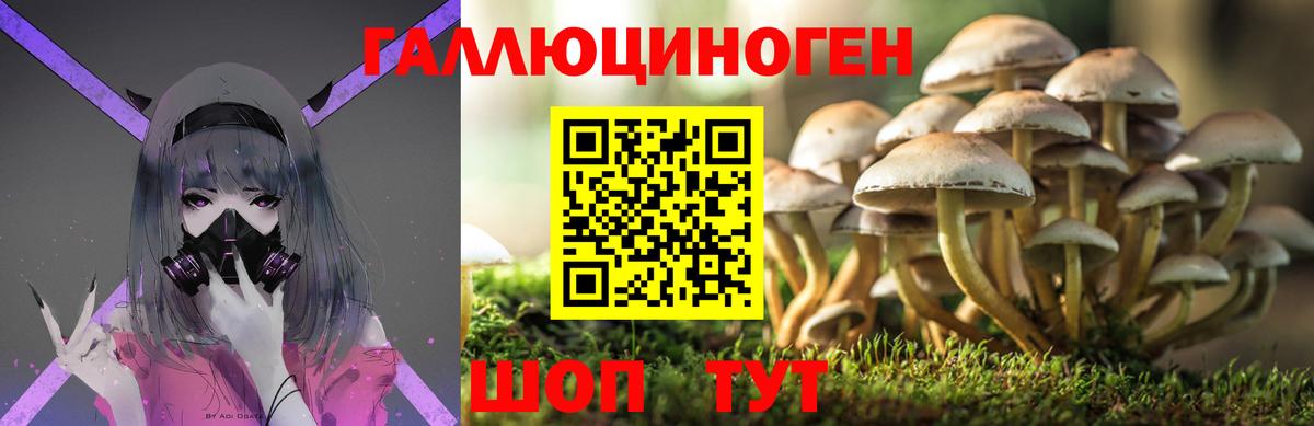 Псилоцибиновые грибы Psilocybine cubensis Елизово